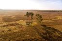 Luftaufnahme der Misselhorner Heide im Herbst