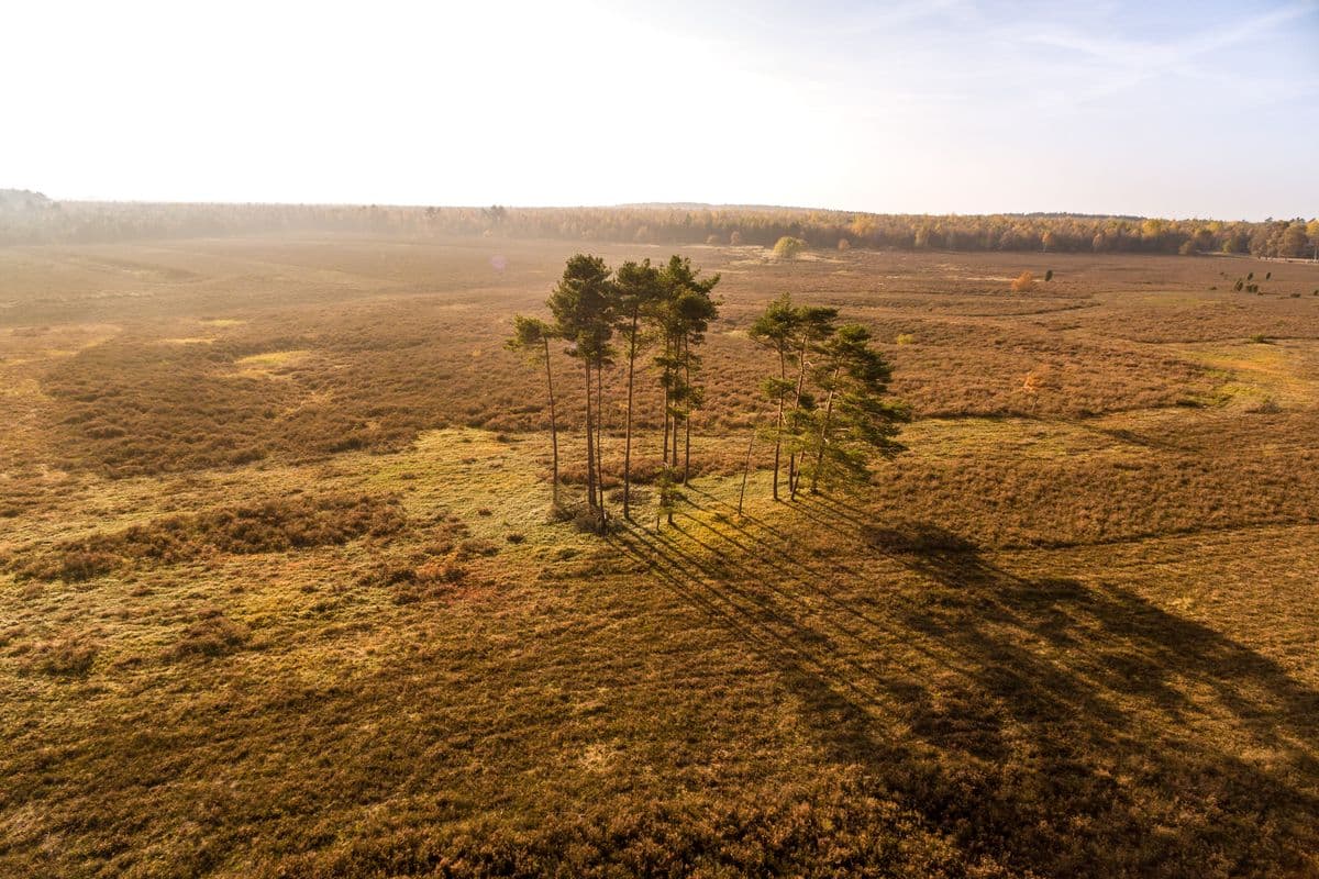 Luftaufnahme der Misselhorner Heide im Herbst