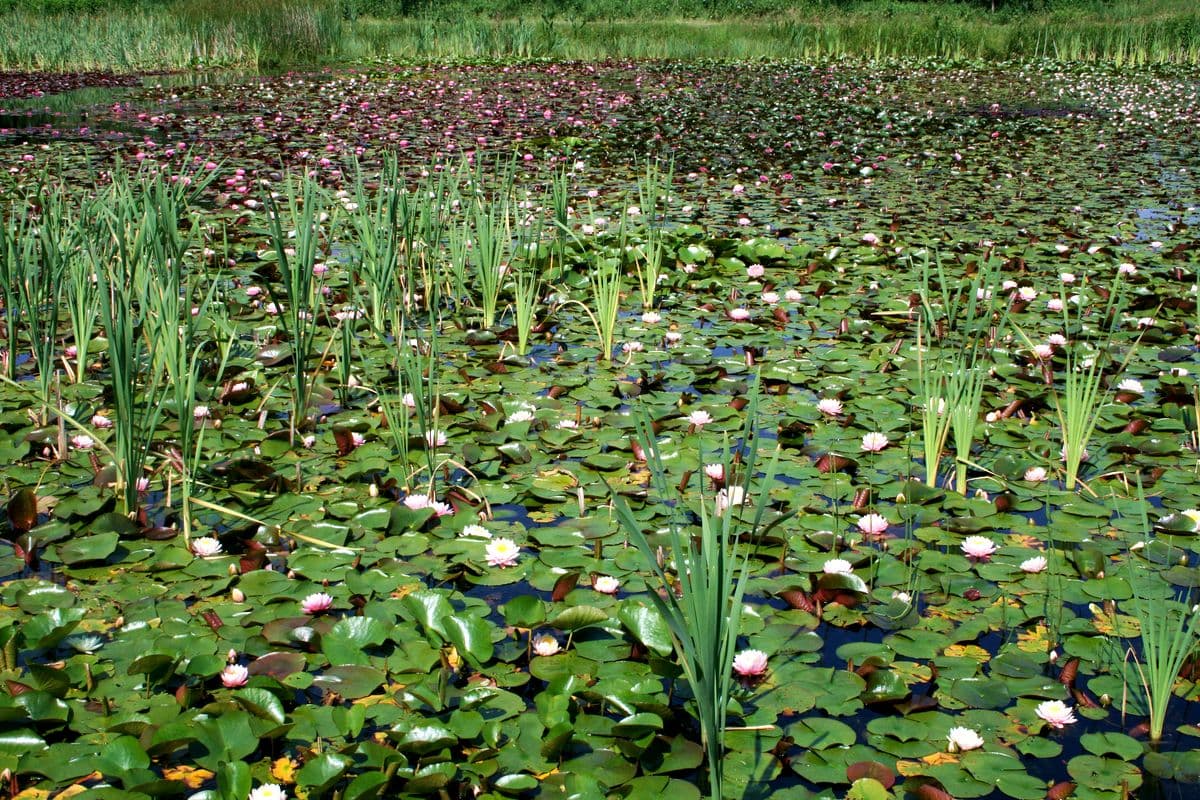 Seerosenteich, Aschauteiche bei Eschede