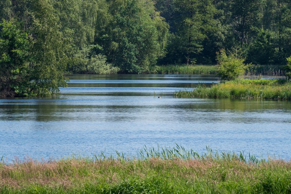 Aschauteiche bei Eschede