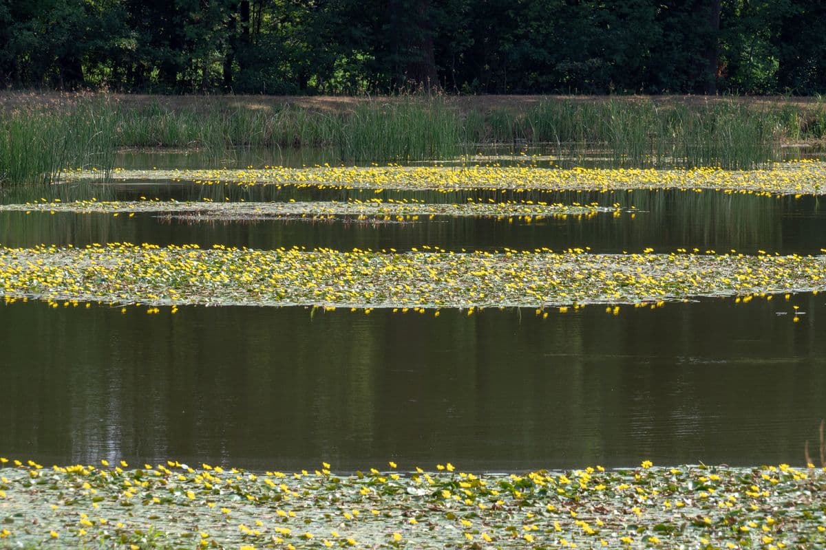 Seerosenteich, Aschauteiche bei Eschede