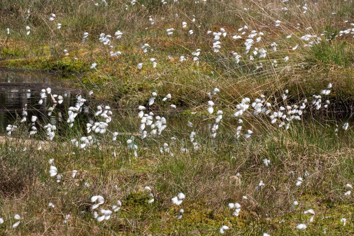 Wollgrasblüte an den Aschauteichen