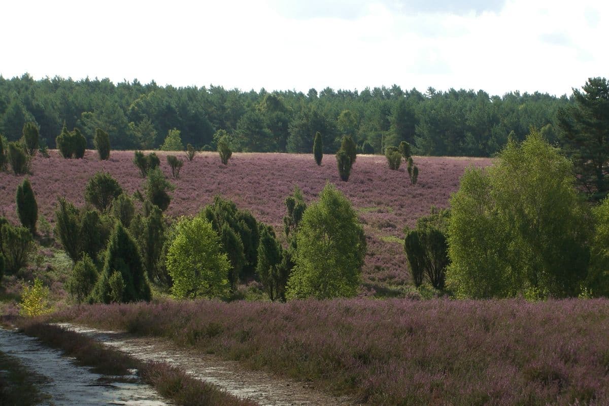 Heidefläche am Schillohsberg bei Lutterloh - Unterluess