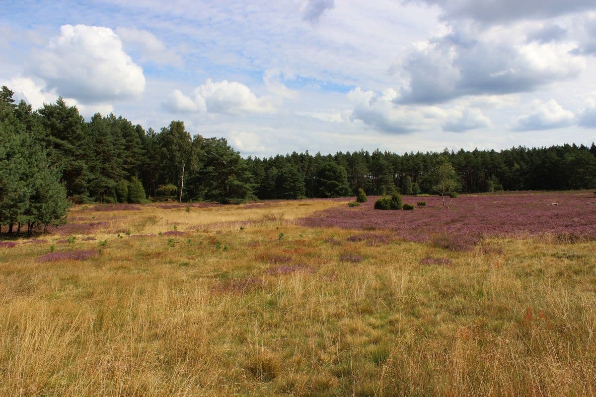 Wald und Heidefläche