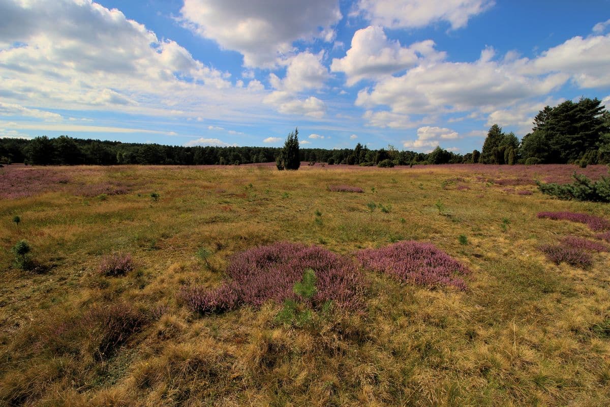 Wald und Heidefläche