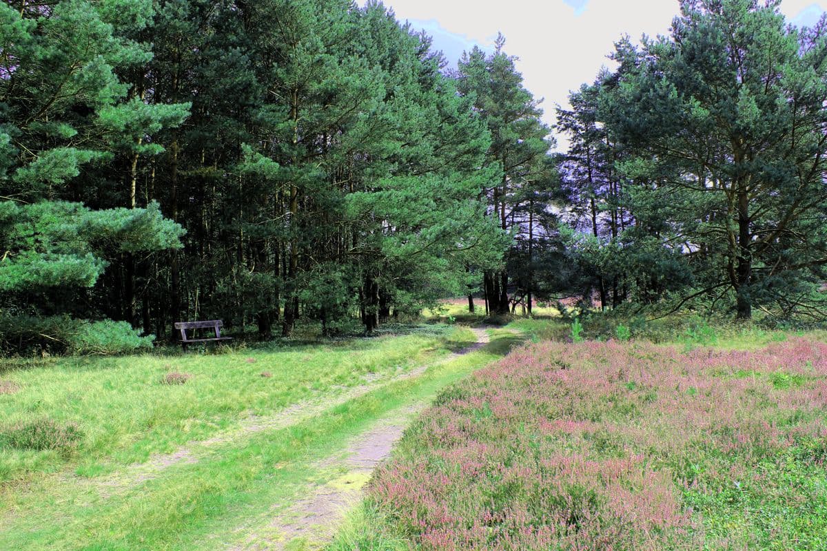 Wald und Heide