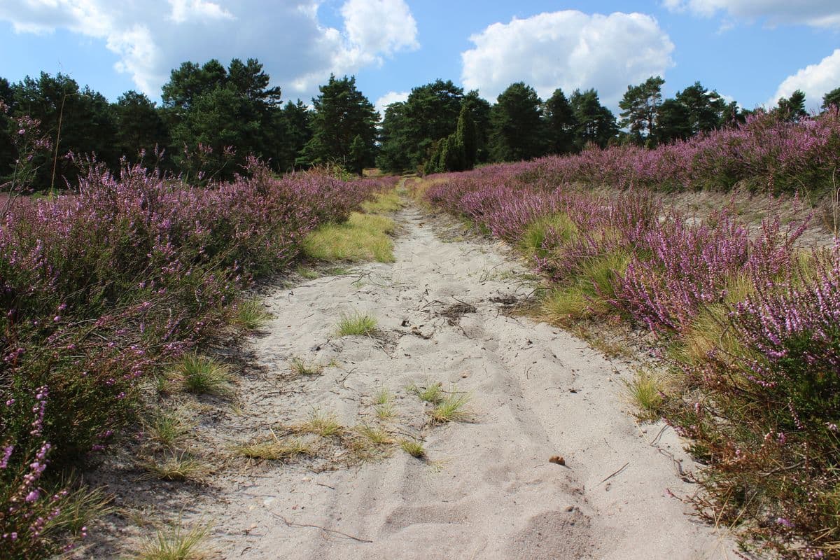 Wanderweg durch die Heidefläche