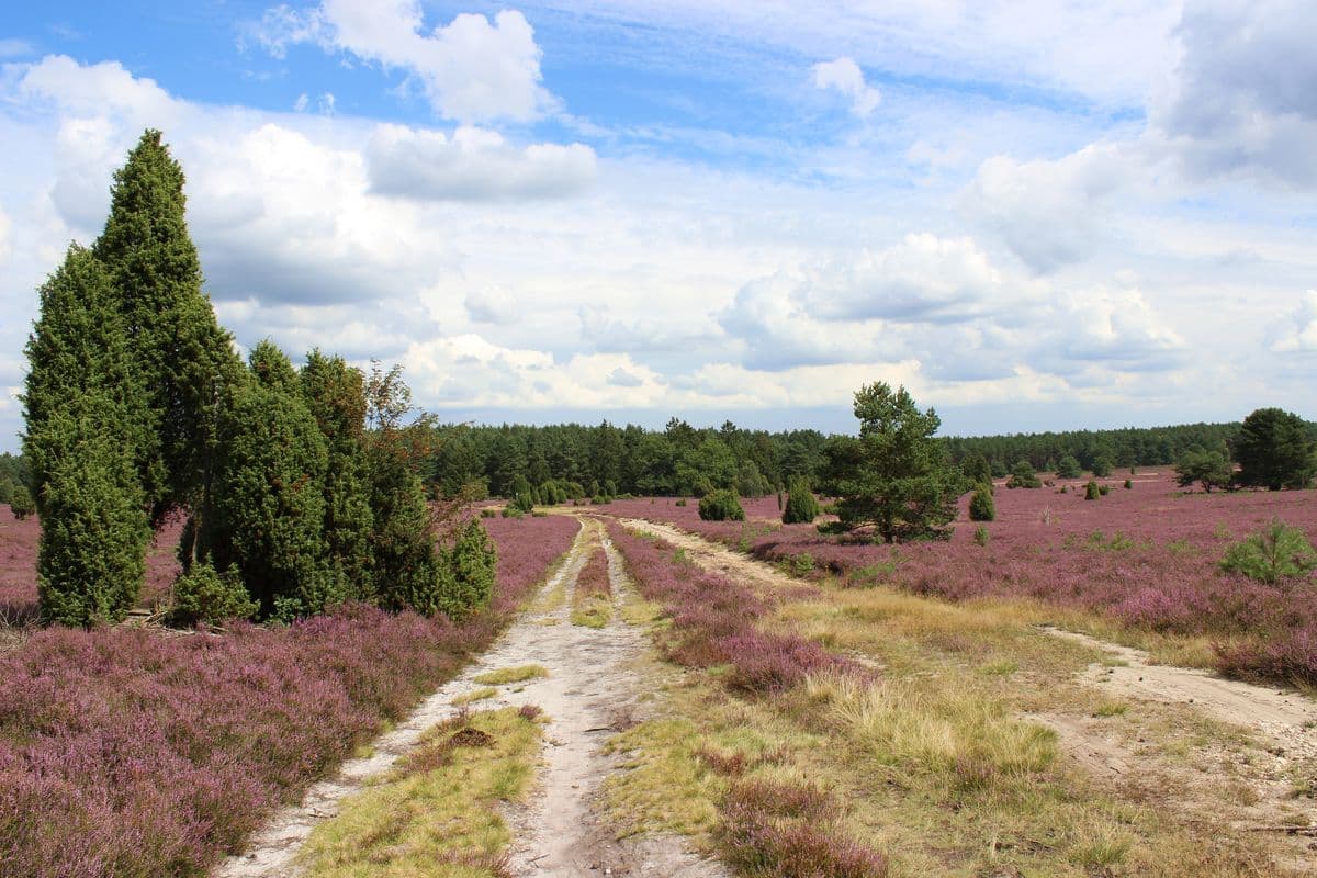 Wanderweg durch die Heidefläche