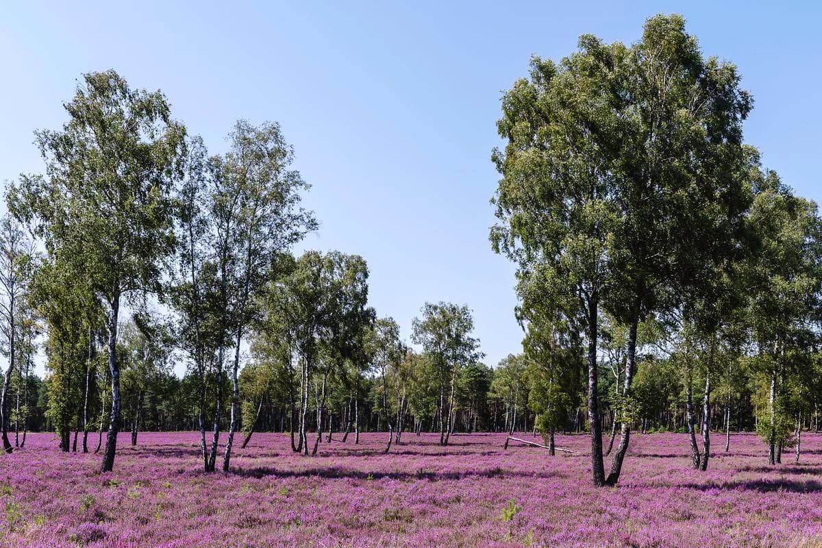 Birken in der Heide