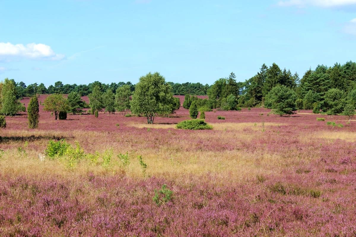 Heidefläche am Haußelberg