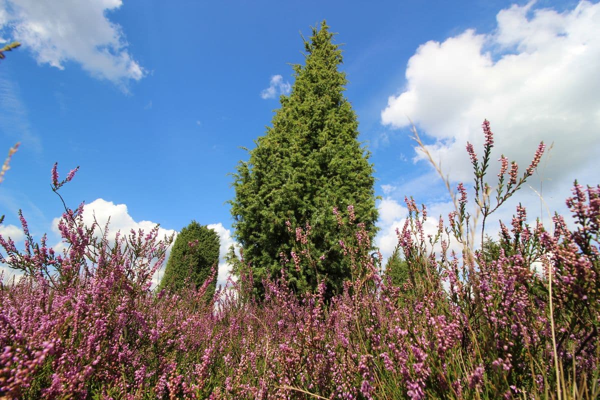 Wacholder in der Heide