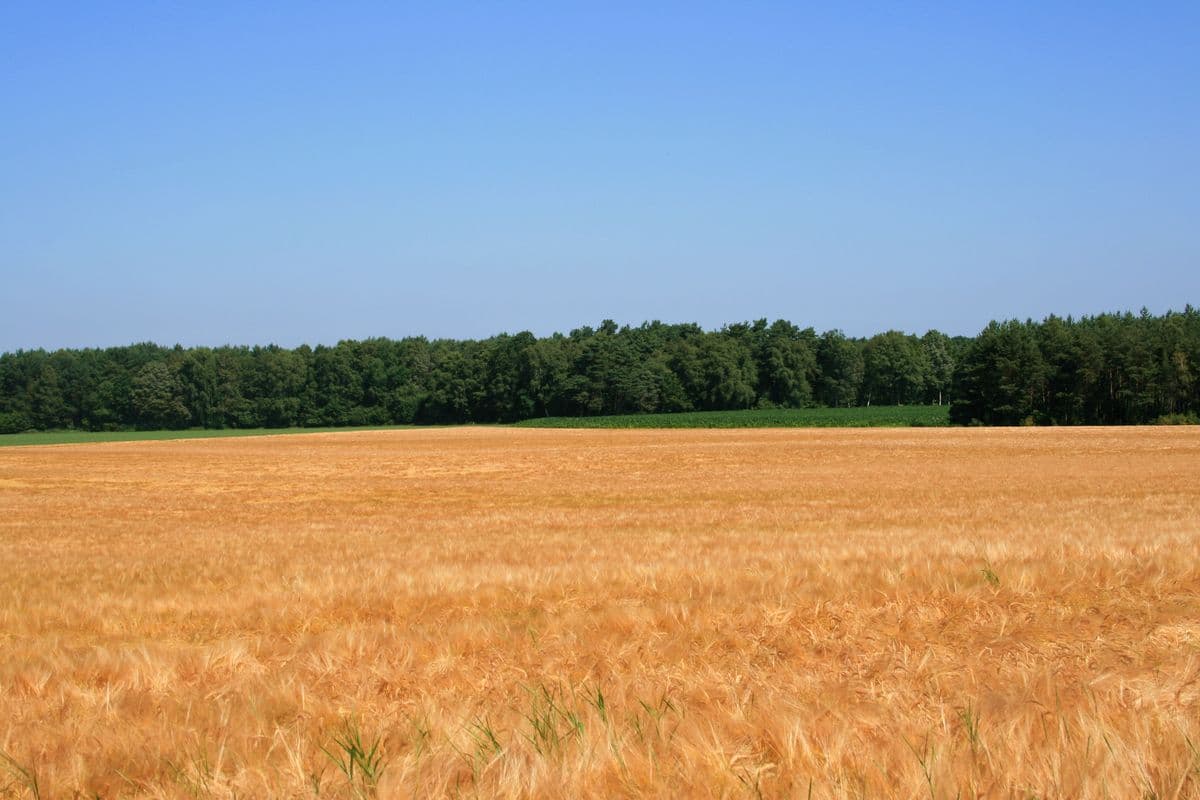 Gerstenfeld am Haußelberg