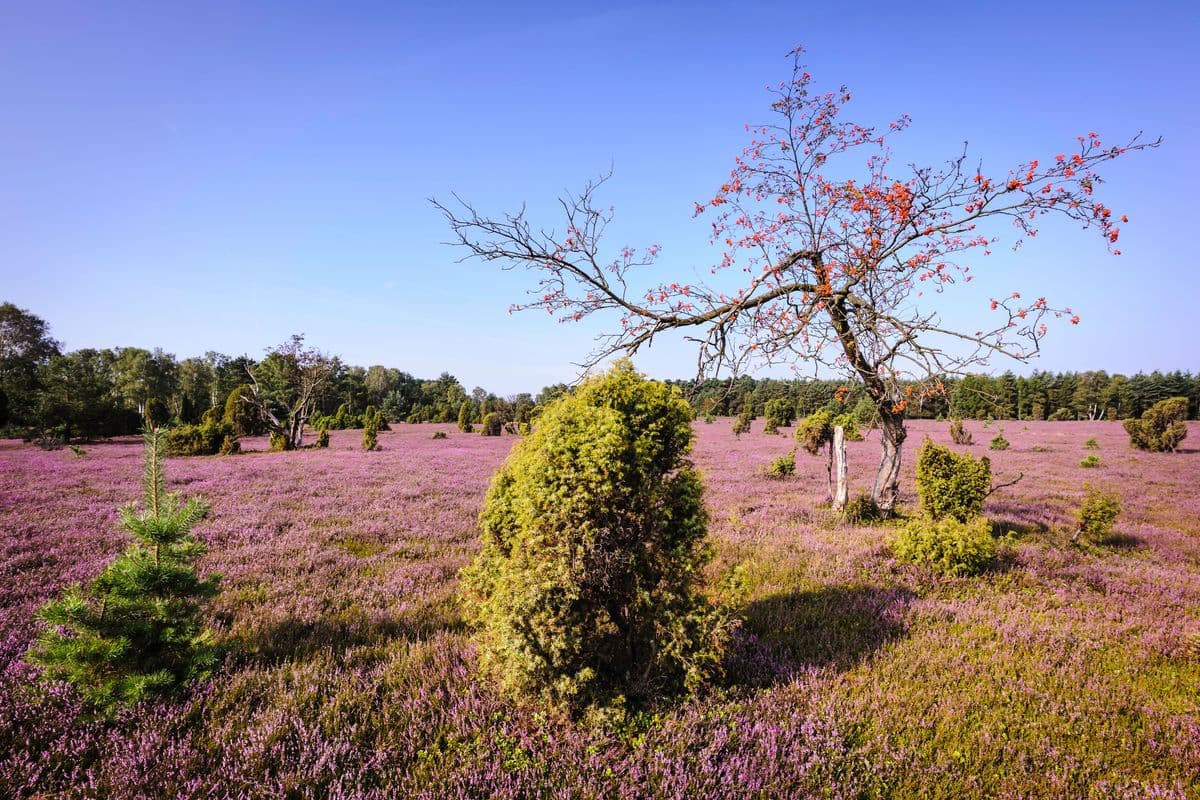 Oberoher Heide bei Müden (Örtze)