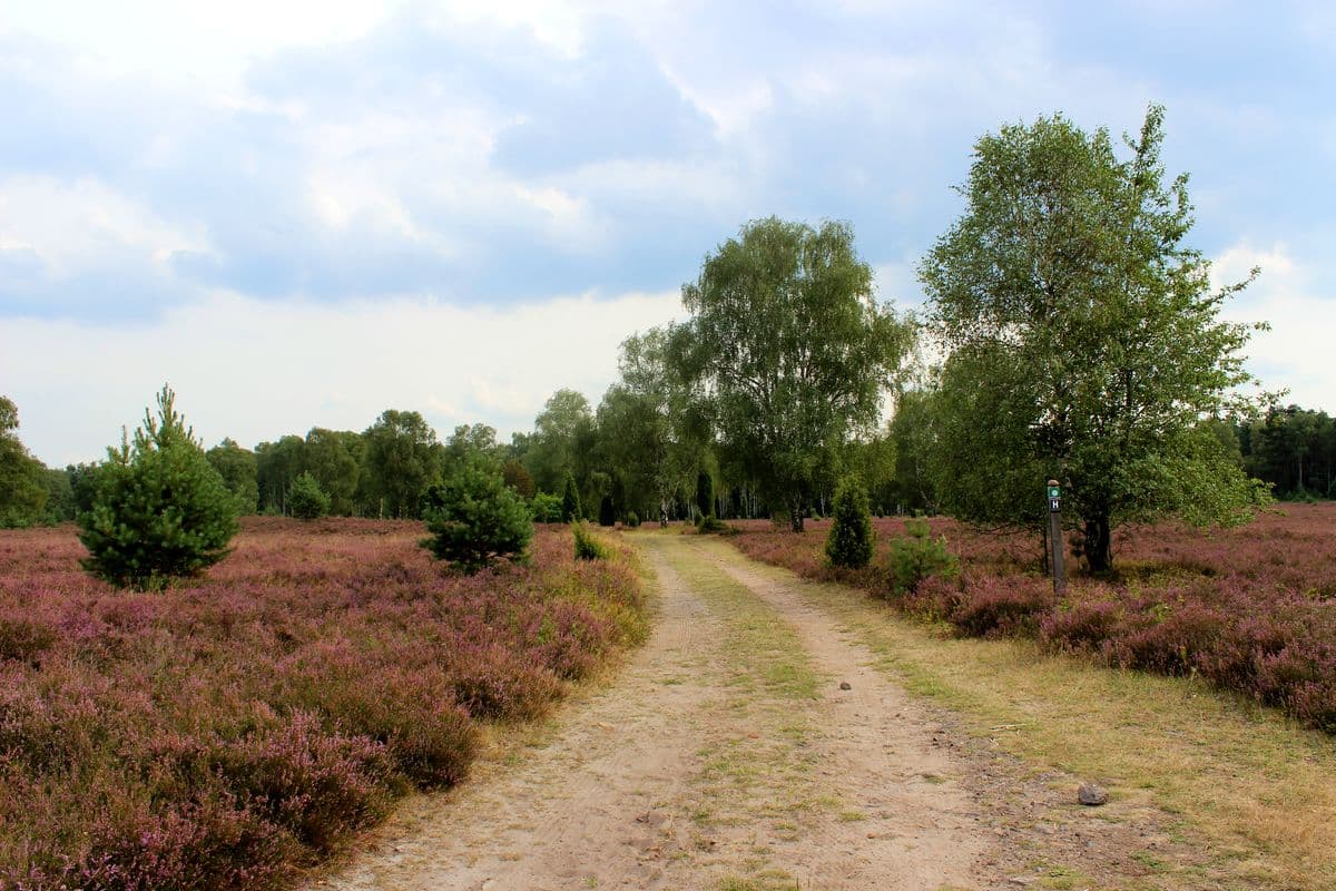 Wanderweg durch die Oberoher Heide