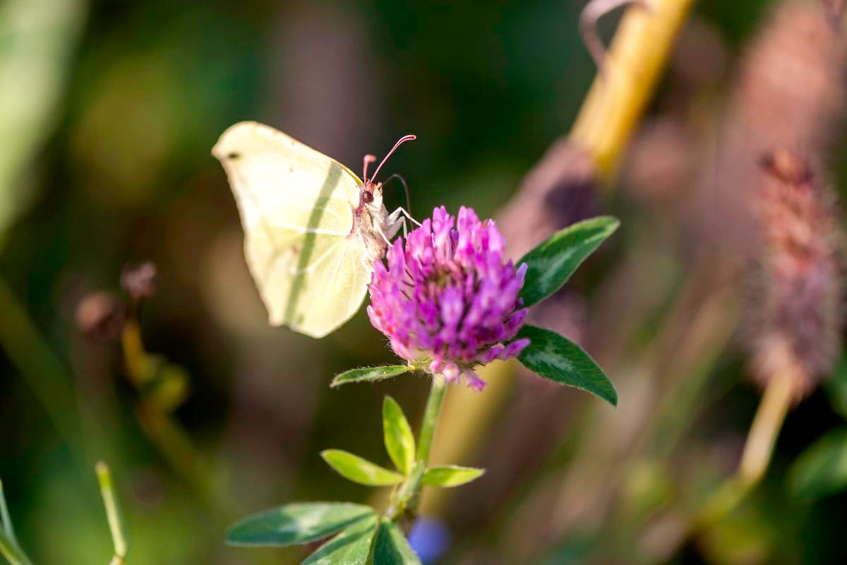 Schmetterling in der Oberoher Heide