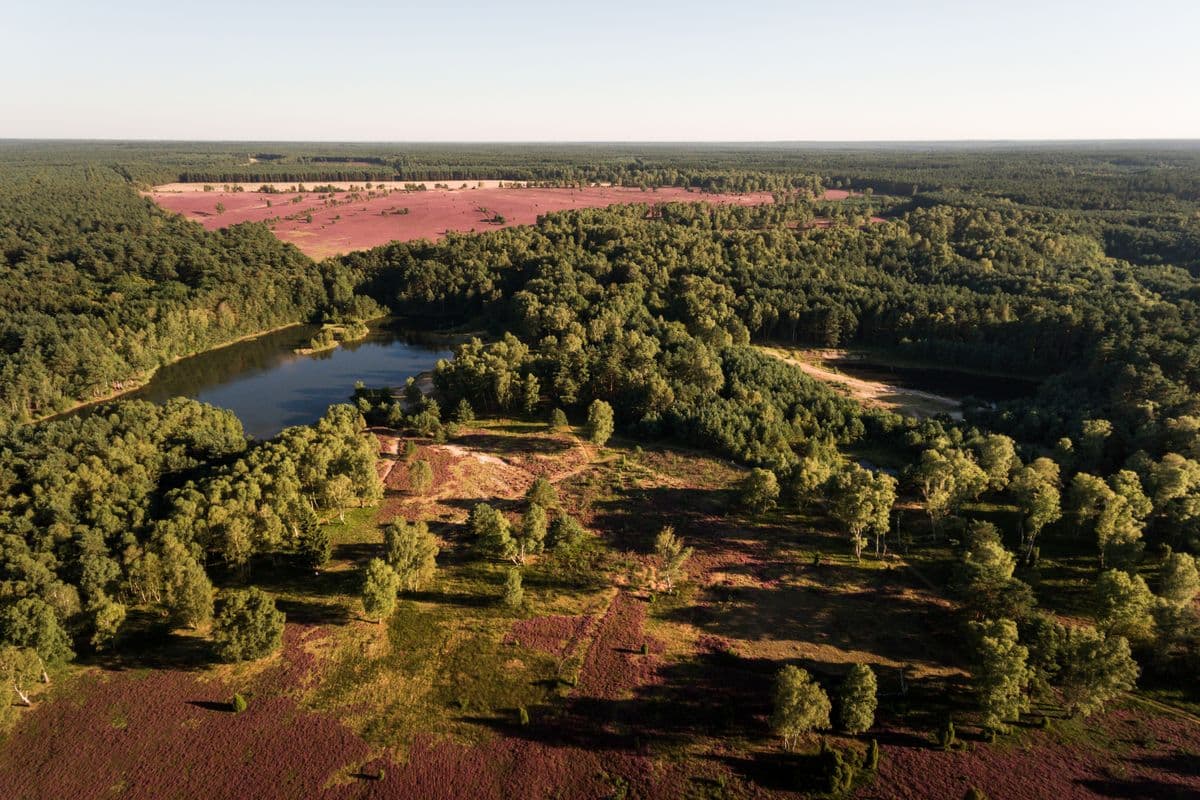 Luftaufnahme der Oberoher Heide