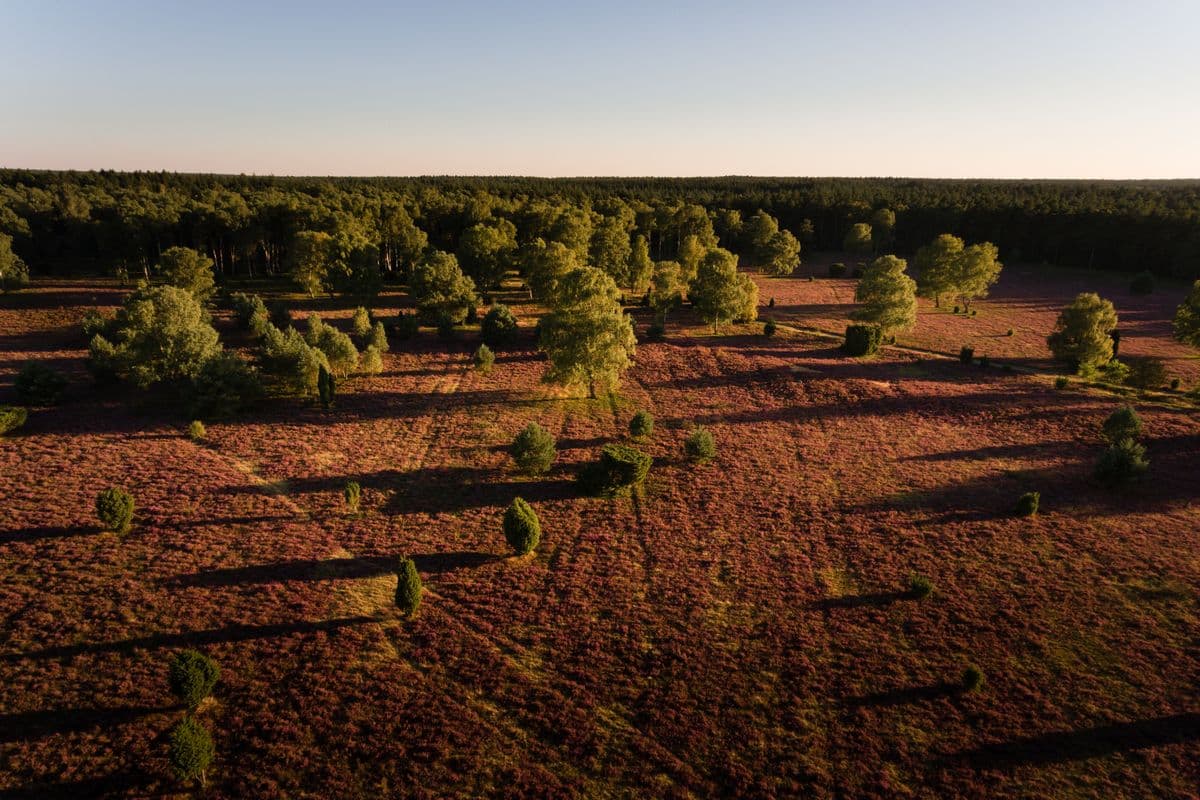 Luftaufnahme der Oberoher Heide