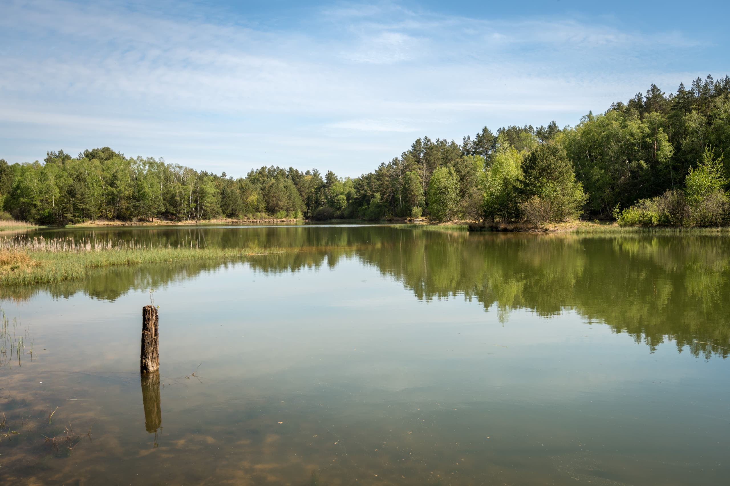 Kieselgurteich in der Oberoher Heide