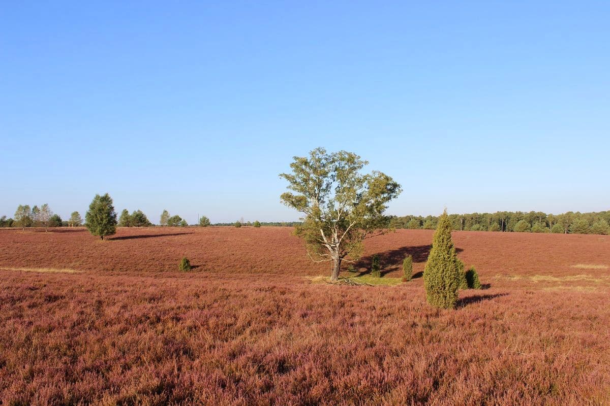 Oberoher Heide bei Müden (Örtze)