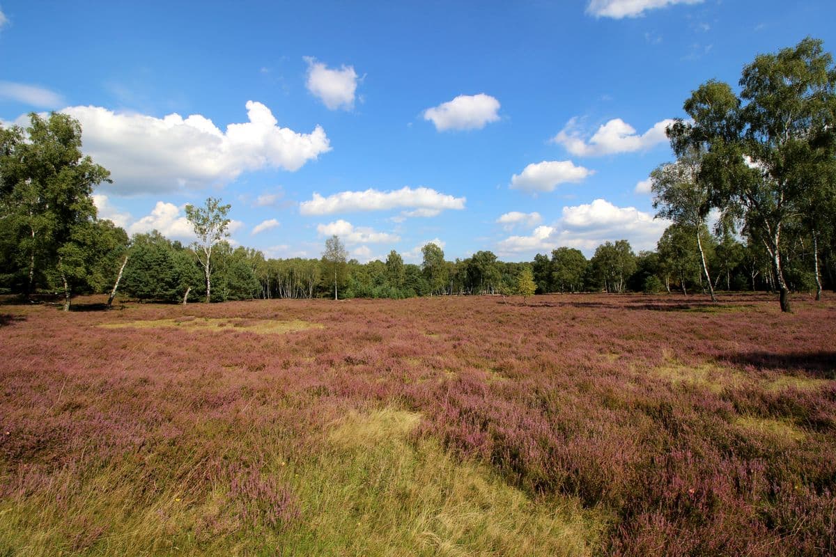 Oberoher Heide bei Müden (Örtze)