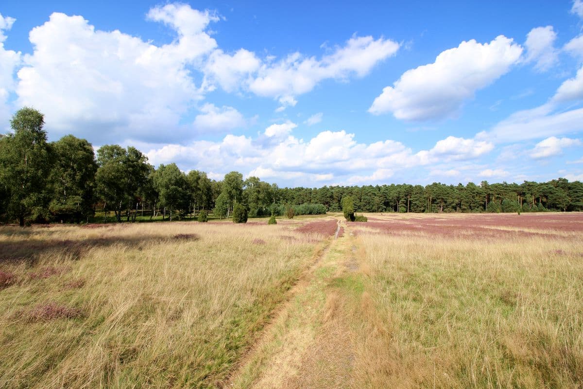 Oberoher Heide bei Müden (Örtze)