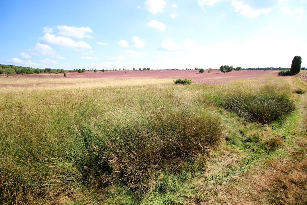 Oberoher Heide bei Müden (Örtze)