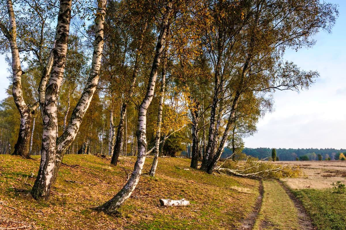 Oberoher Heide bei Müden (Örtze)