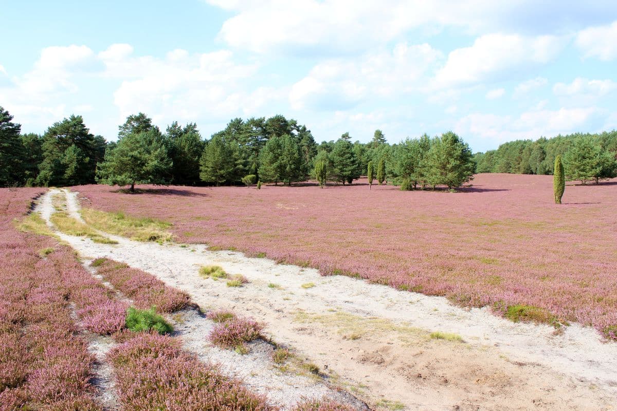 Oberoher Heide bei Müden (Örtze)