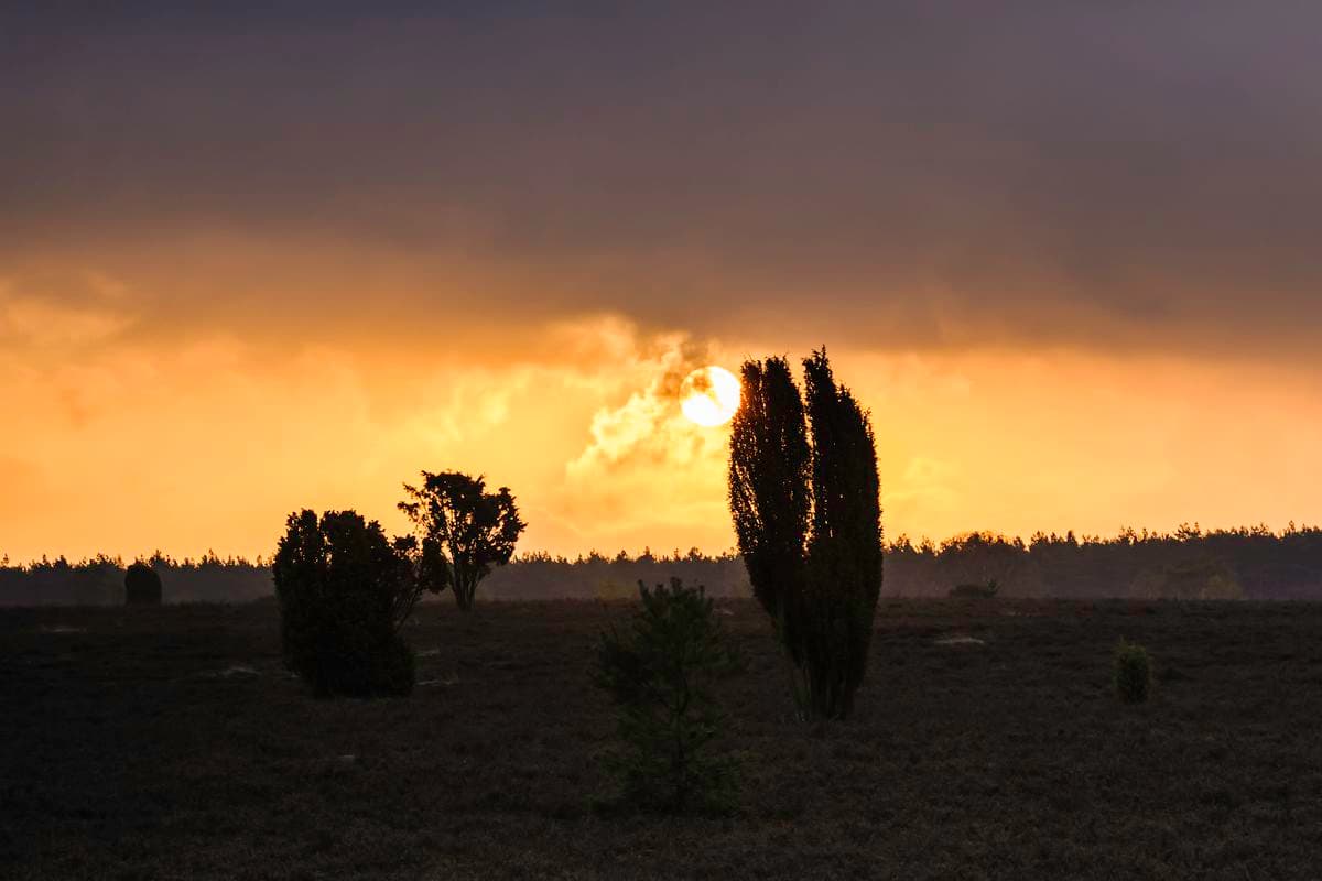 Oberoher Heide bei Müden (Örtze)