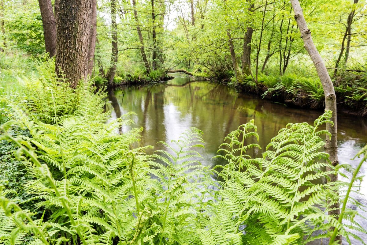 Heidefluss Örtze