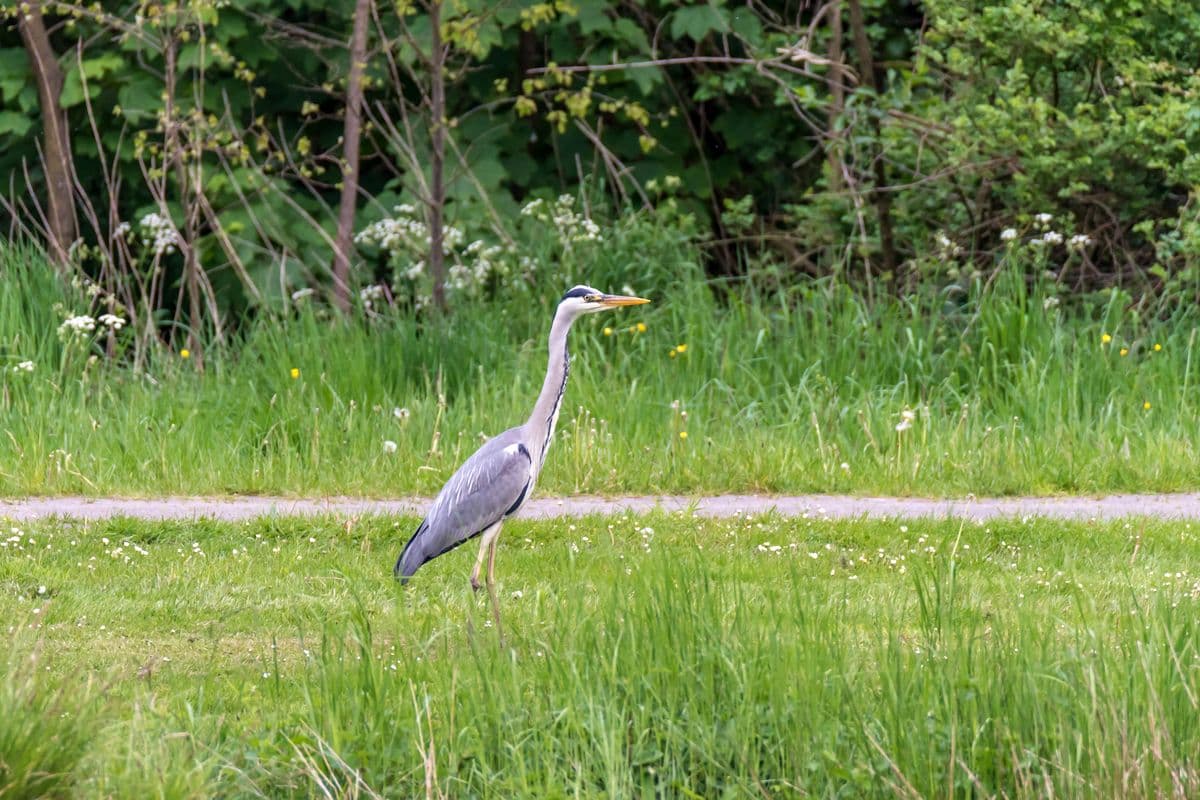 Graureiher am Fluss-Wald-Erlebnispfad