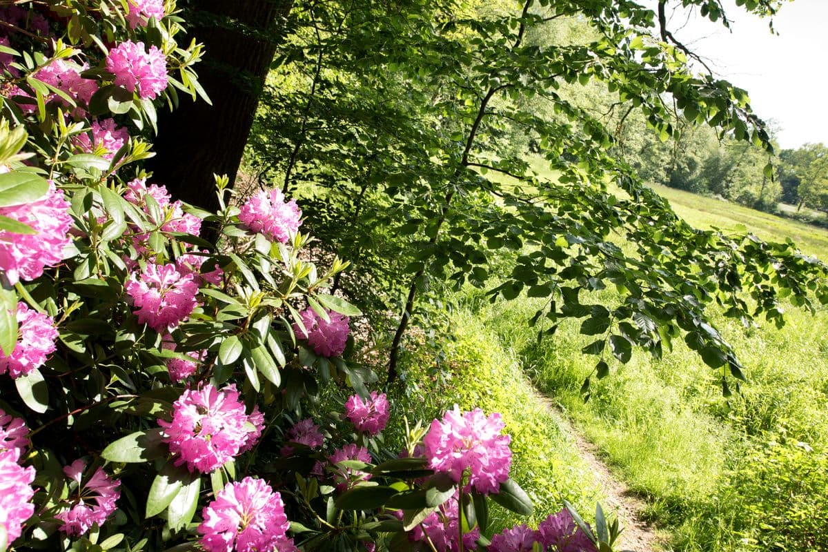 Rodhodendron am Fluss-Wald-Erlebnispfad