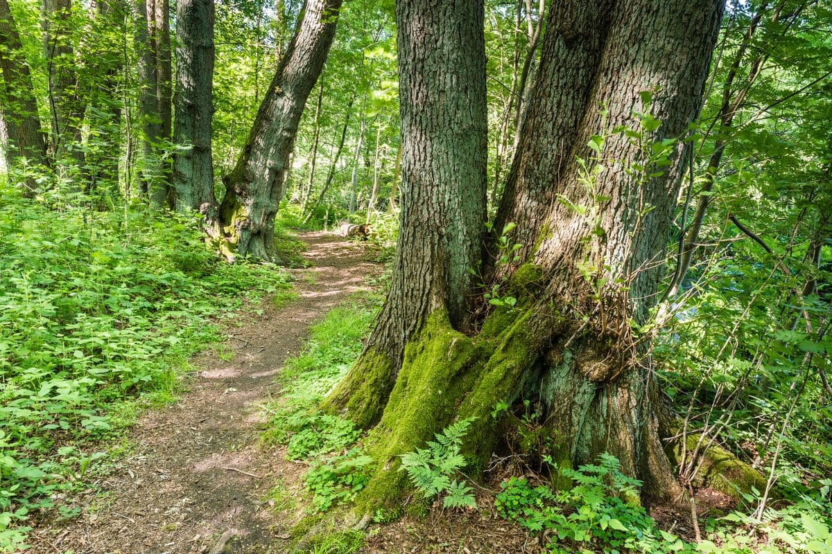 Fluss-Wald-Erlebnispfad entlang der Örtze