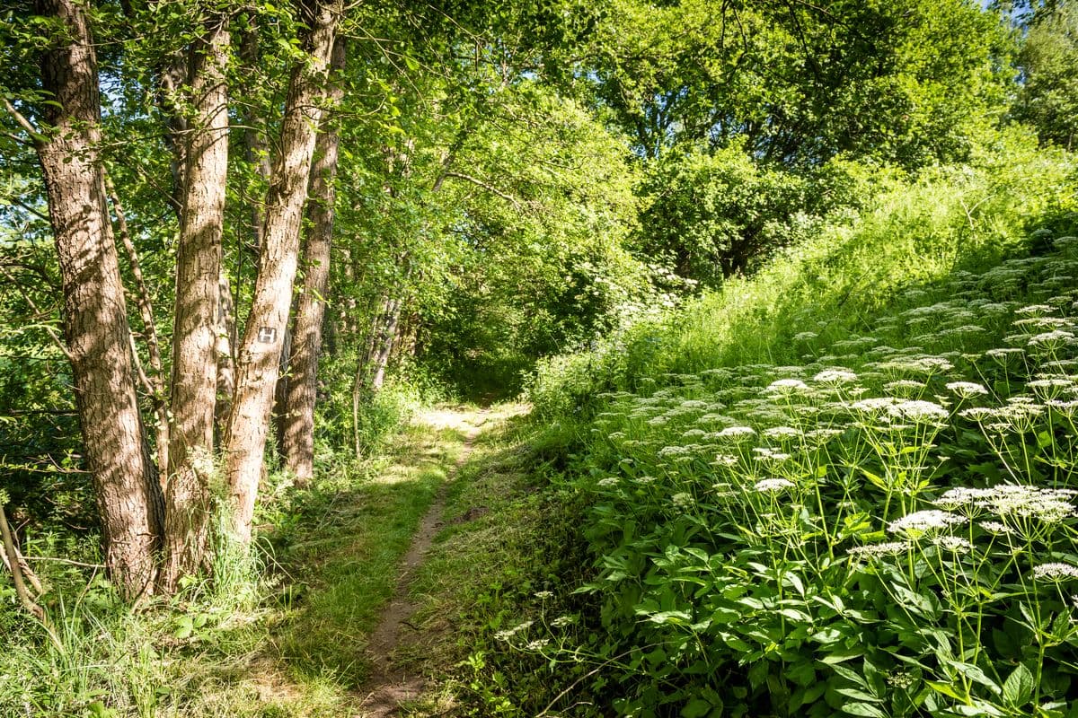 Am Fluss-Wald-Erlebnispfad