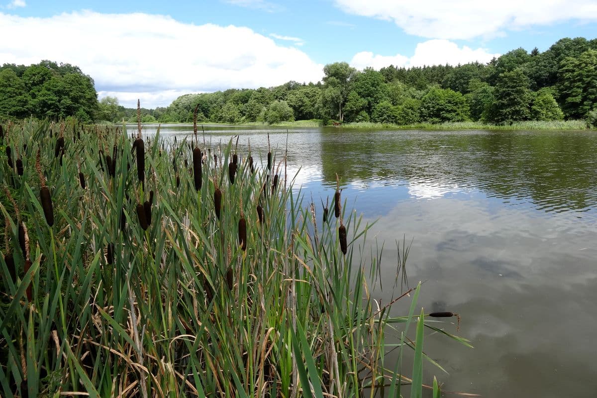 Am Heidesee in Müden (Örtze)