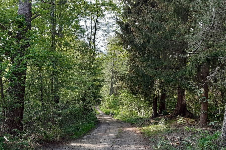 Kiefernwald im moorigen Gebiet