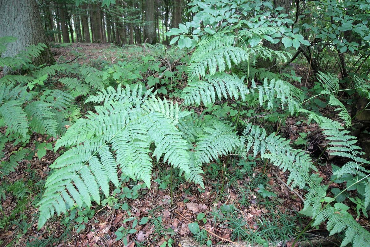 An der Aschau bei Eschede