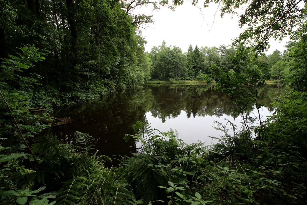 Teich an der Aschau