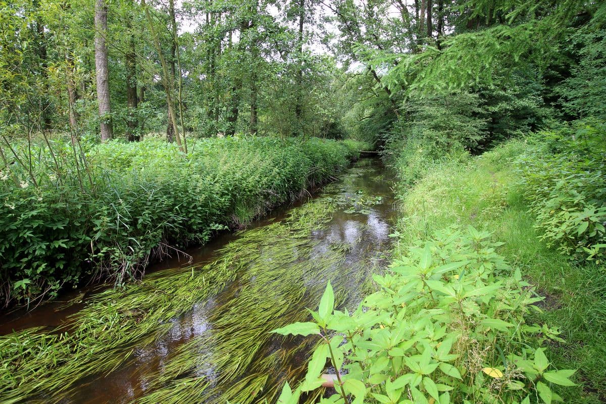 Die Aschau bei Eschede