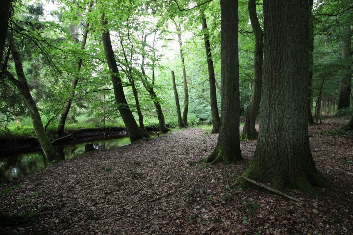 Waldgebiet an der Aschau