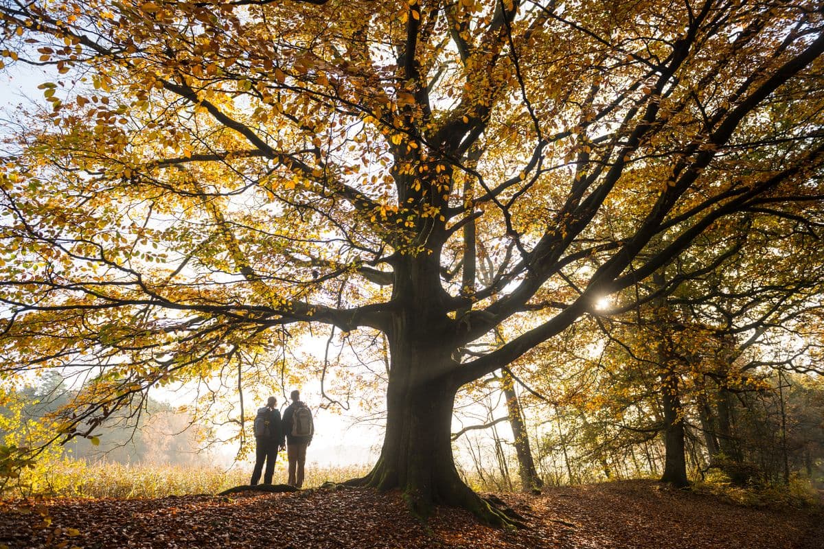 Wald bei Wildeck