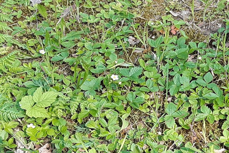 Walderdbeeren am Wegesrand