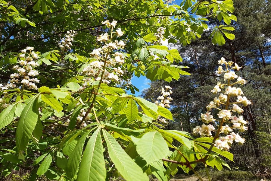 Wer hat eine Kastanie im Wald verloren?