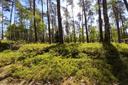 Blaubeersträucher wachsen gut im lichten Wald