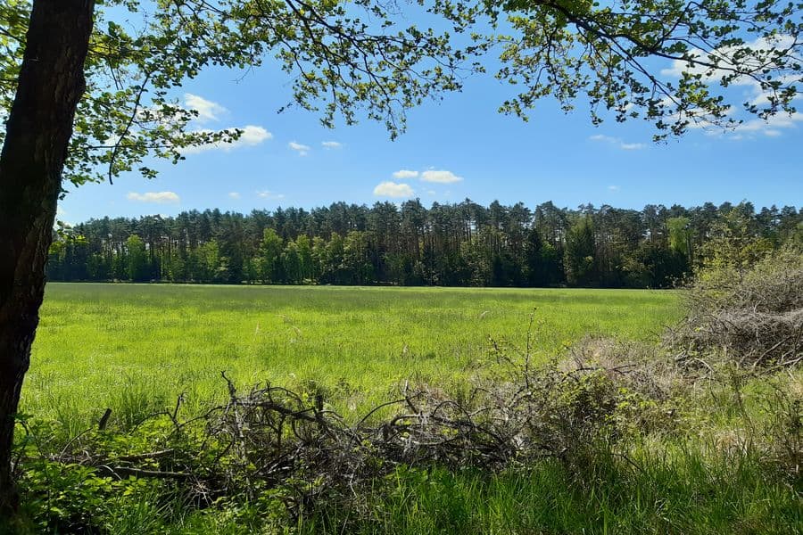 Der Wald wird aufgelockert durch Wiesen