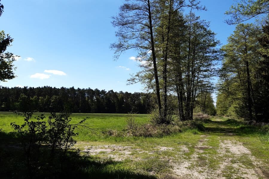 große Wiese vor dem nächsten Waldstück