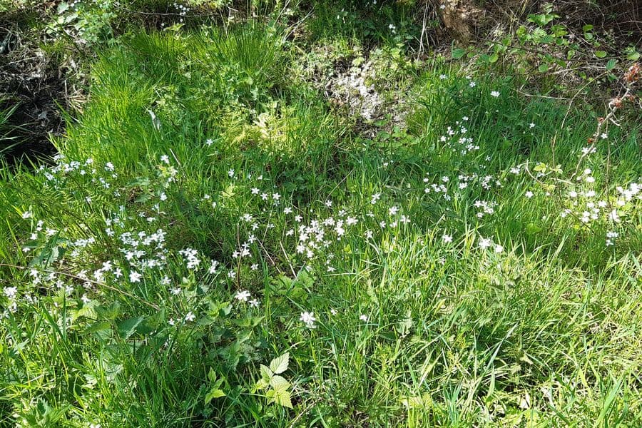 Das frische grün strahlt.
