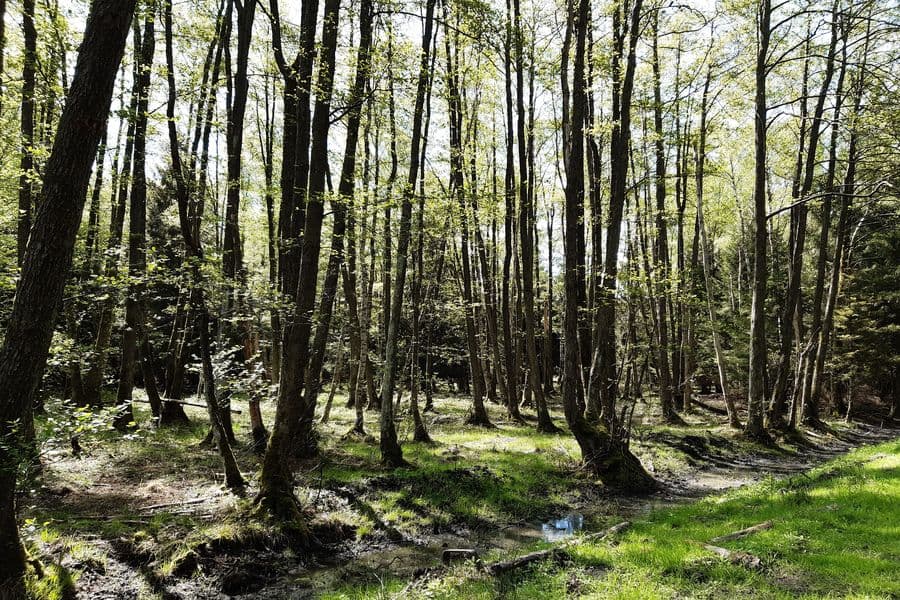 Feuchtes Gebiet mit Erlen