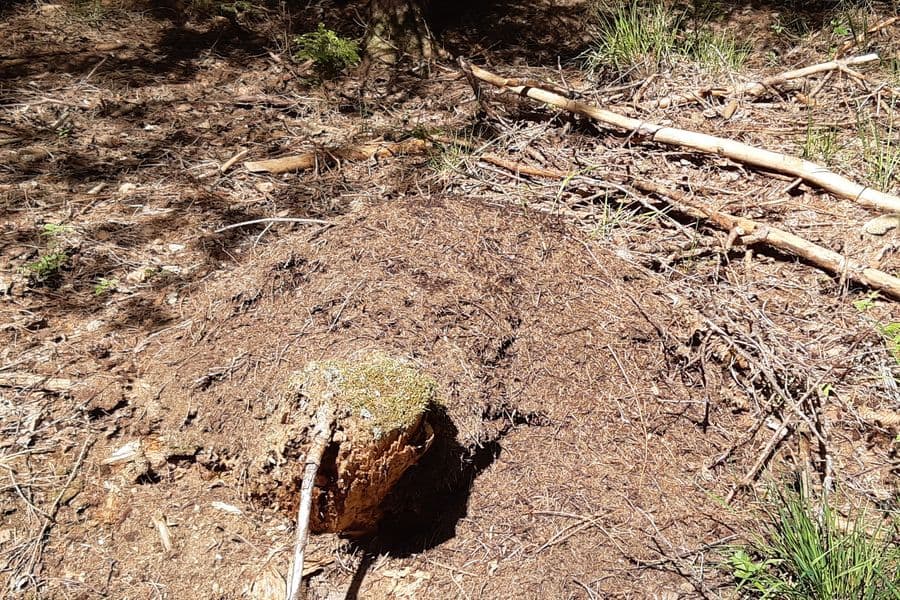 Waldameisen vor ihrem Nest