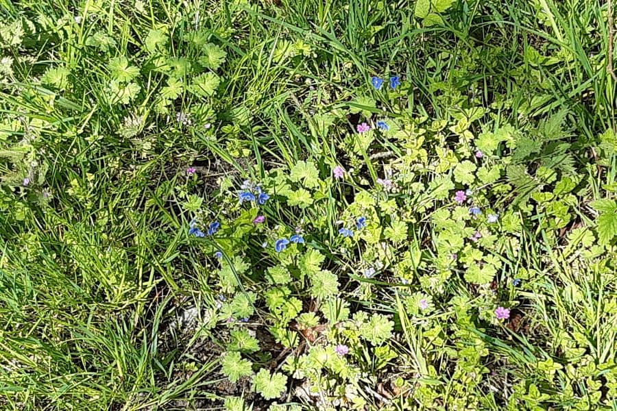 Kleine blaue Blümchen